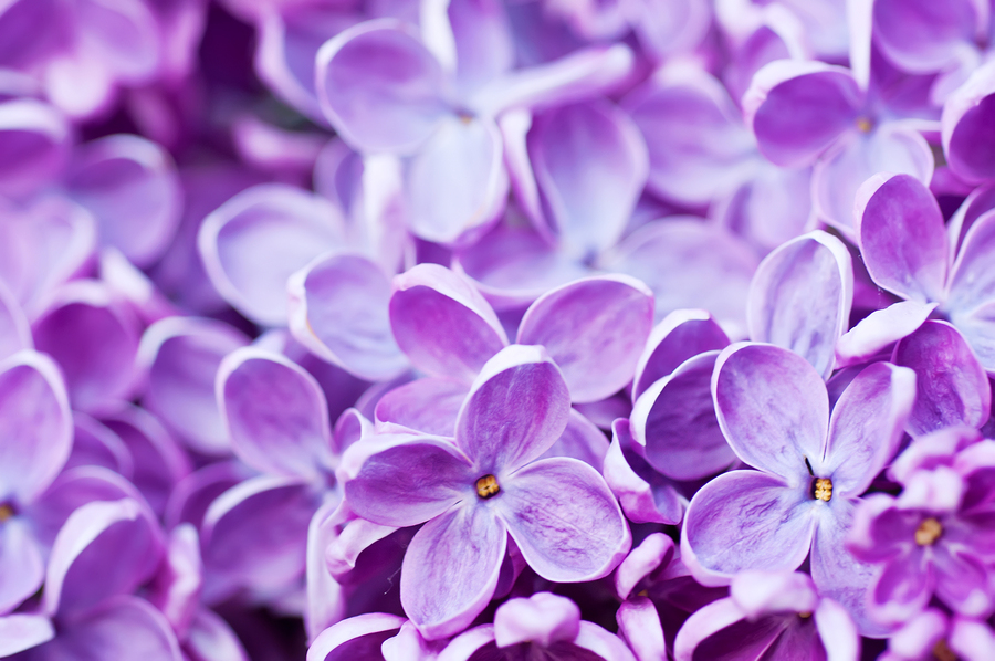 The 4 Best Flowers to Plant in Spring   Procom Blog