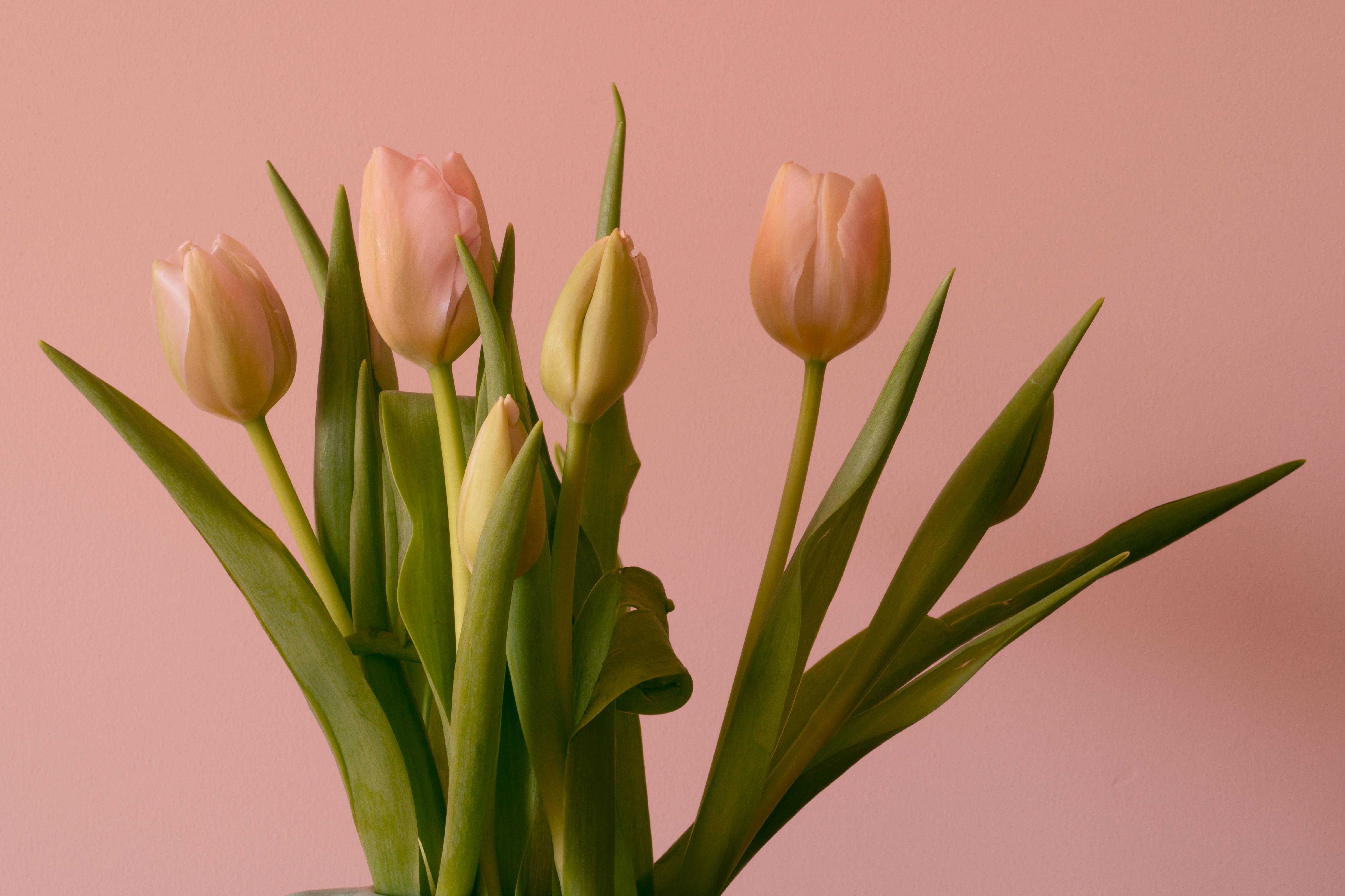 Download Lovely Peach Tulips Hd Wallpaper