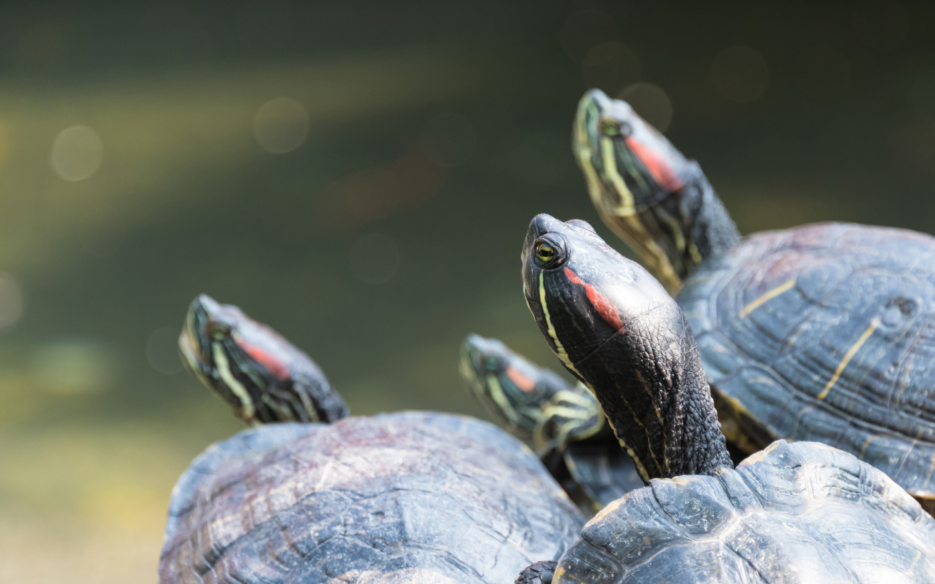Group Of Red Eared Slider Turtles Wallpaper Wiki