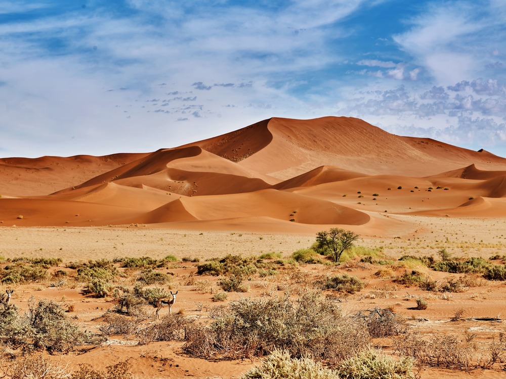 Desert Vacances Wallpaper