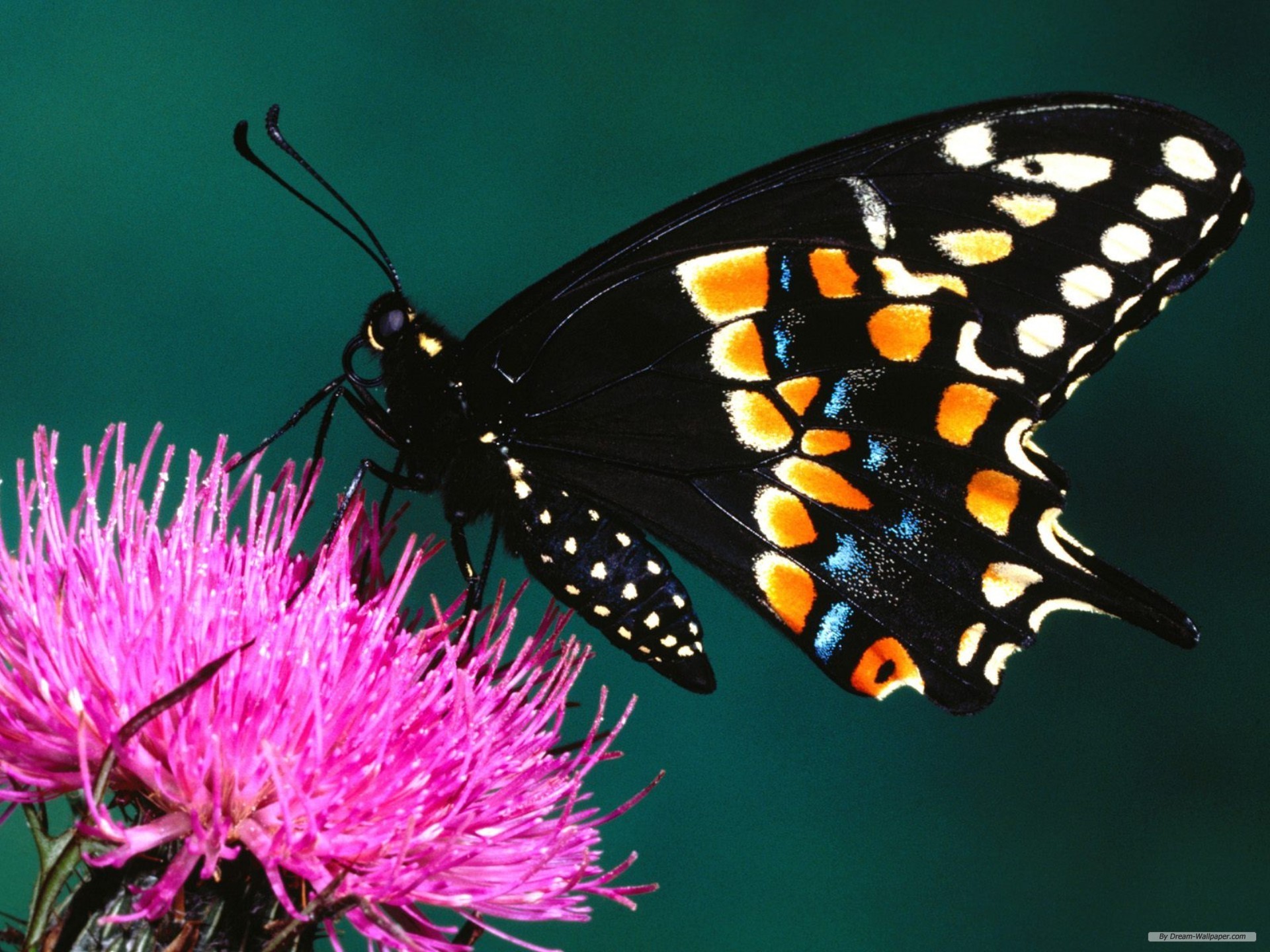 Wallpaper Animal Butterfly