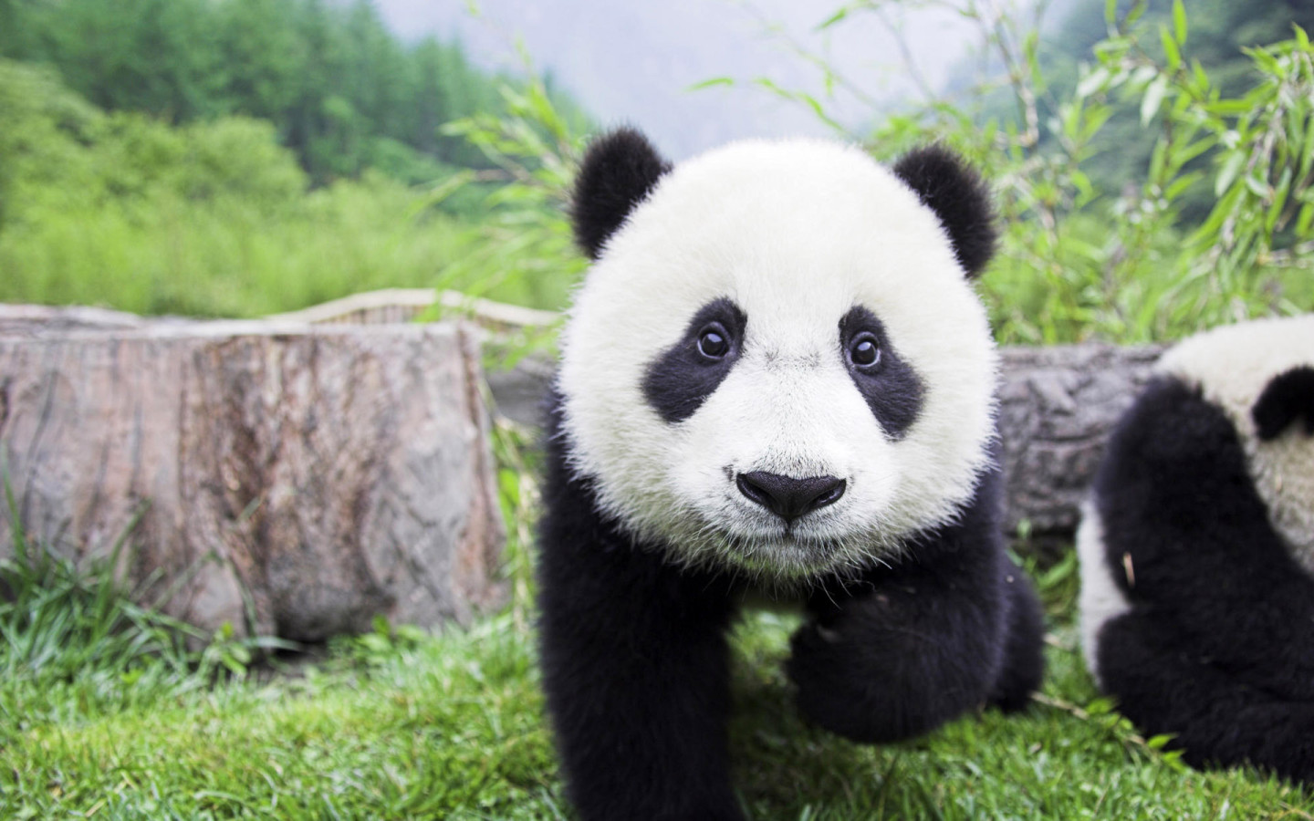Funny Panda Desktop Wallpaper Animal