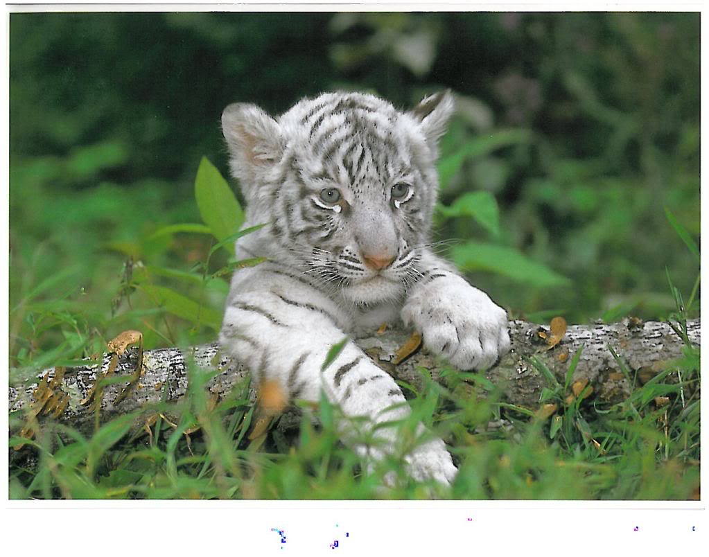 Effective White Tiger Cubs Wallpaper