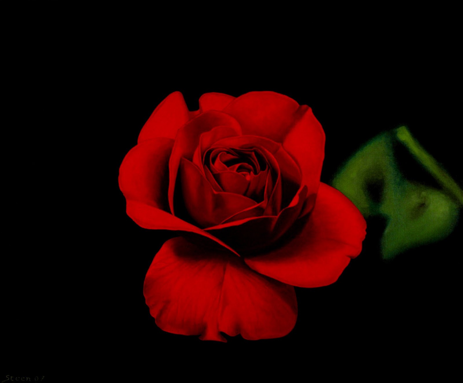 Black and Red Roses Red rose on black background oil