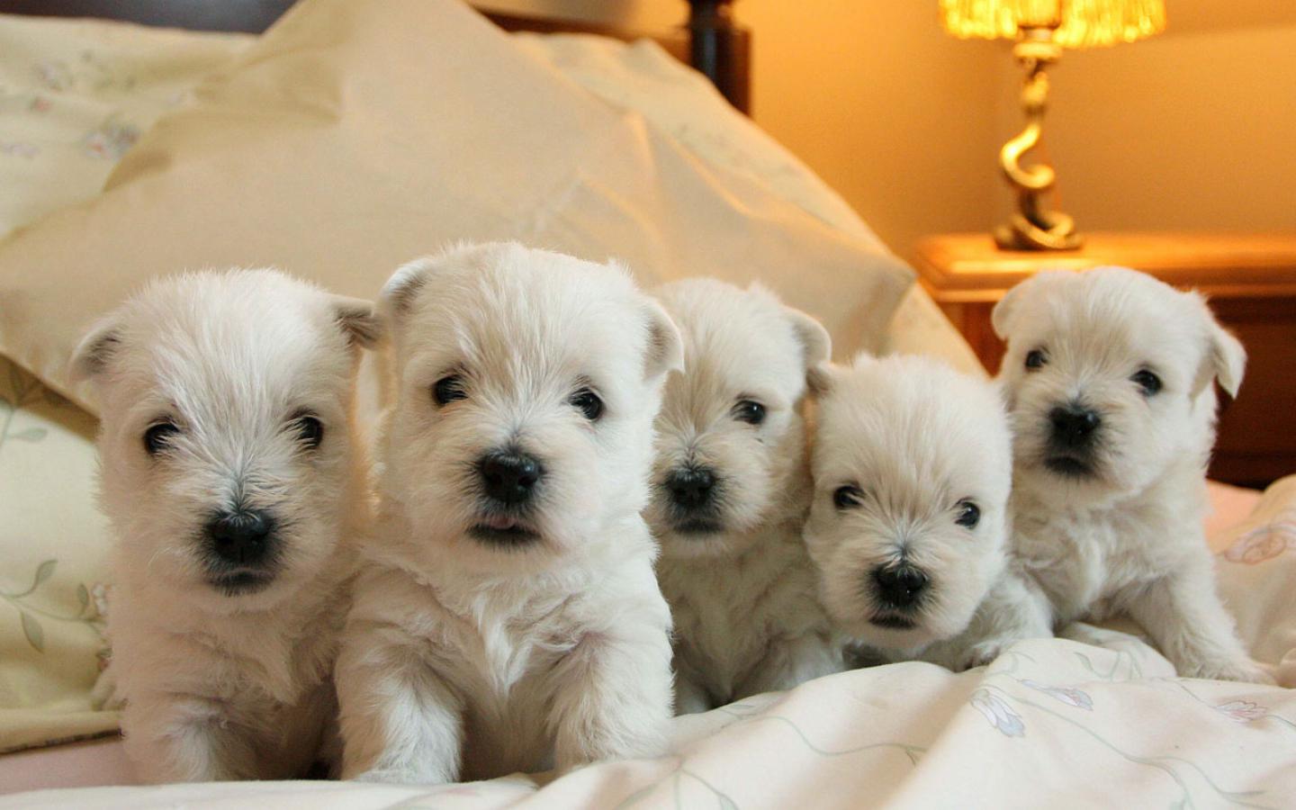 Westie Puppies Wallpaper