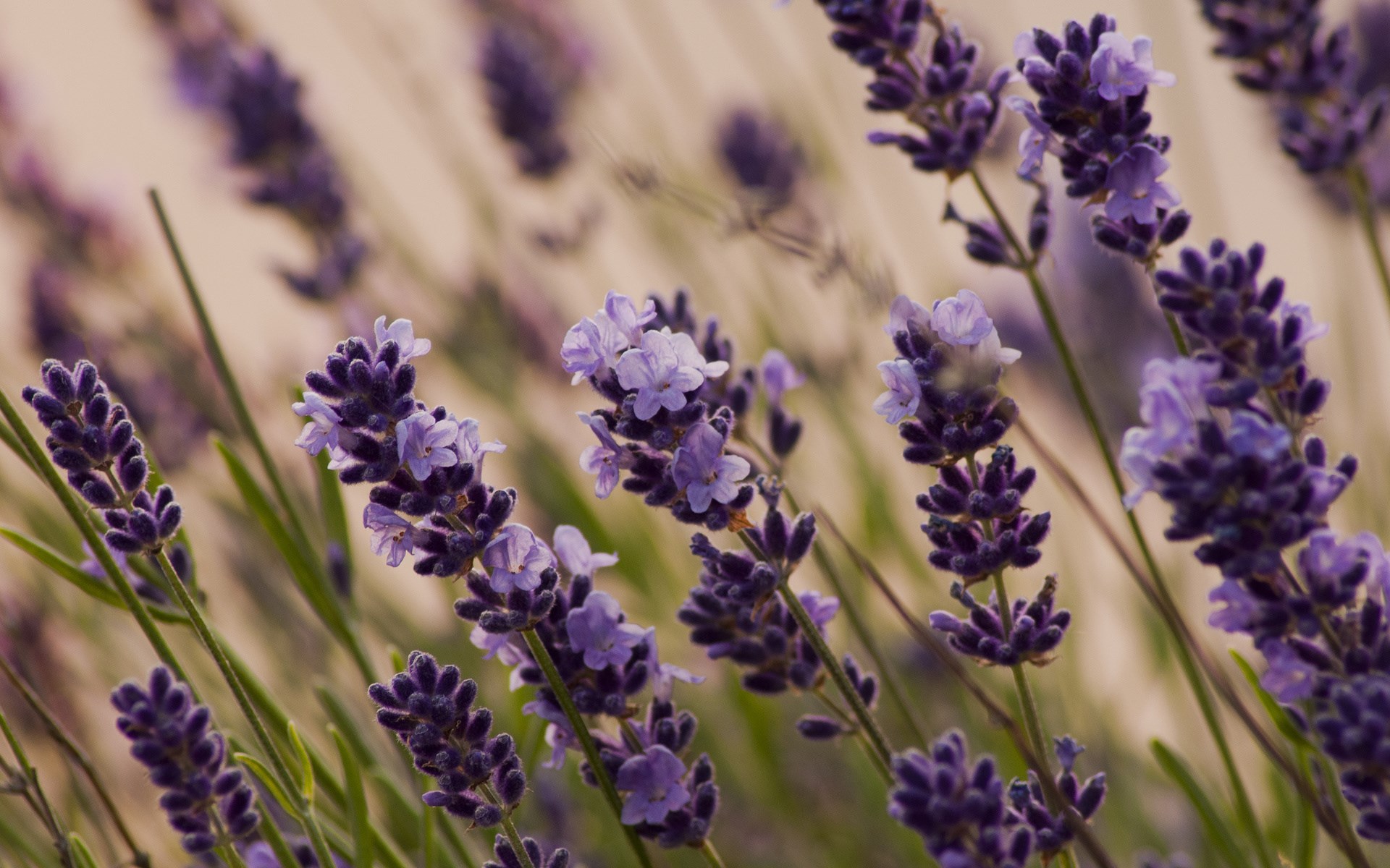 Lavender Wallpaper Px HDwallsource