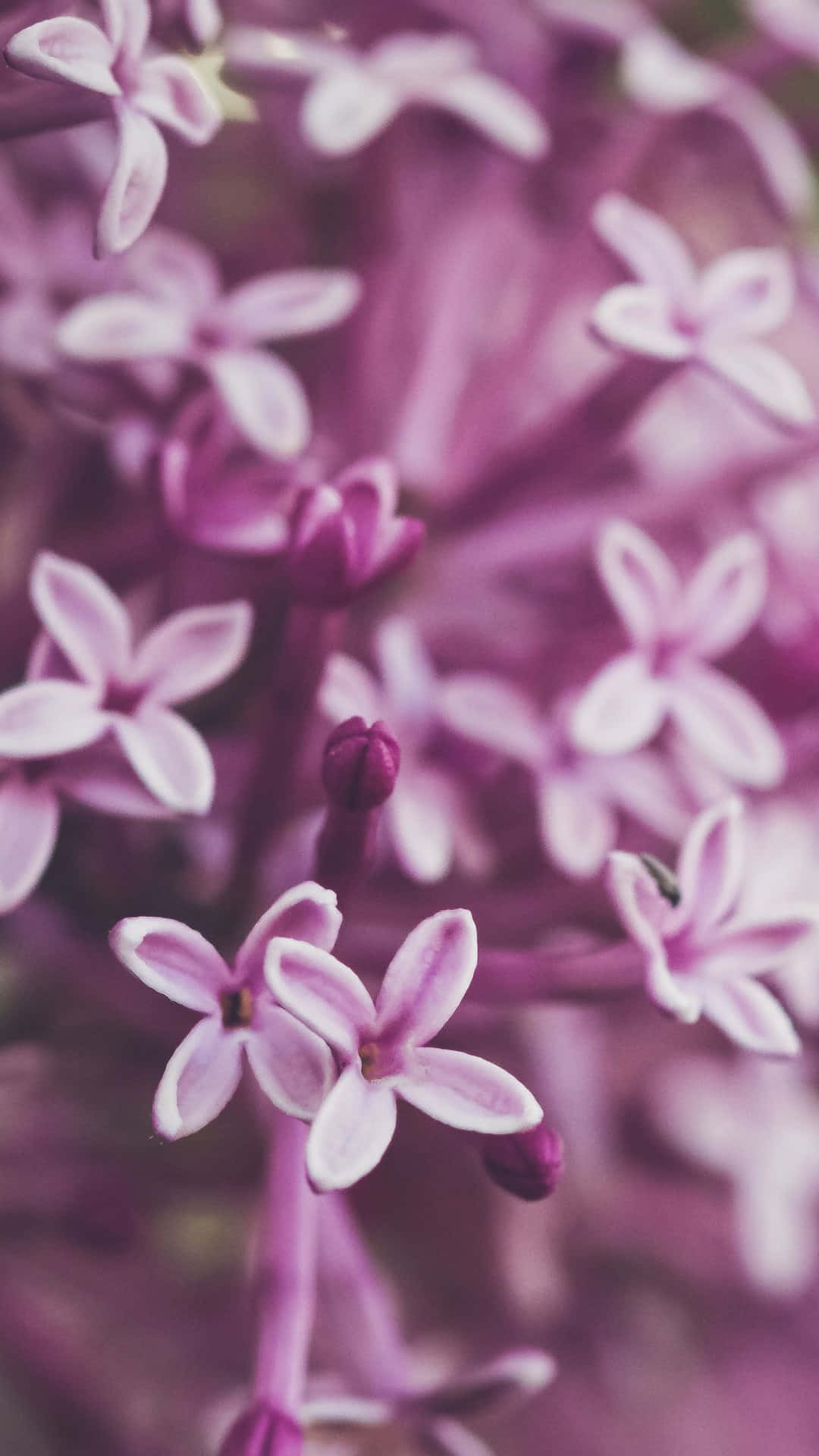 Lilac Color Background Wallpaper