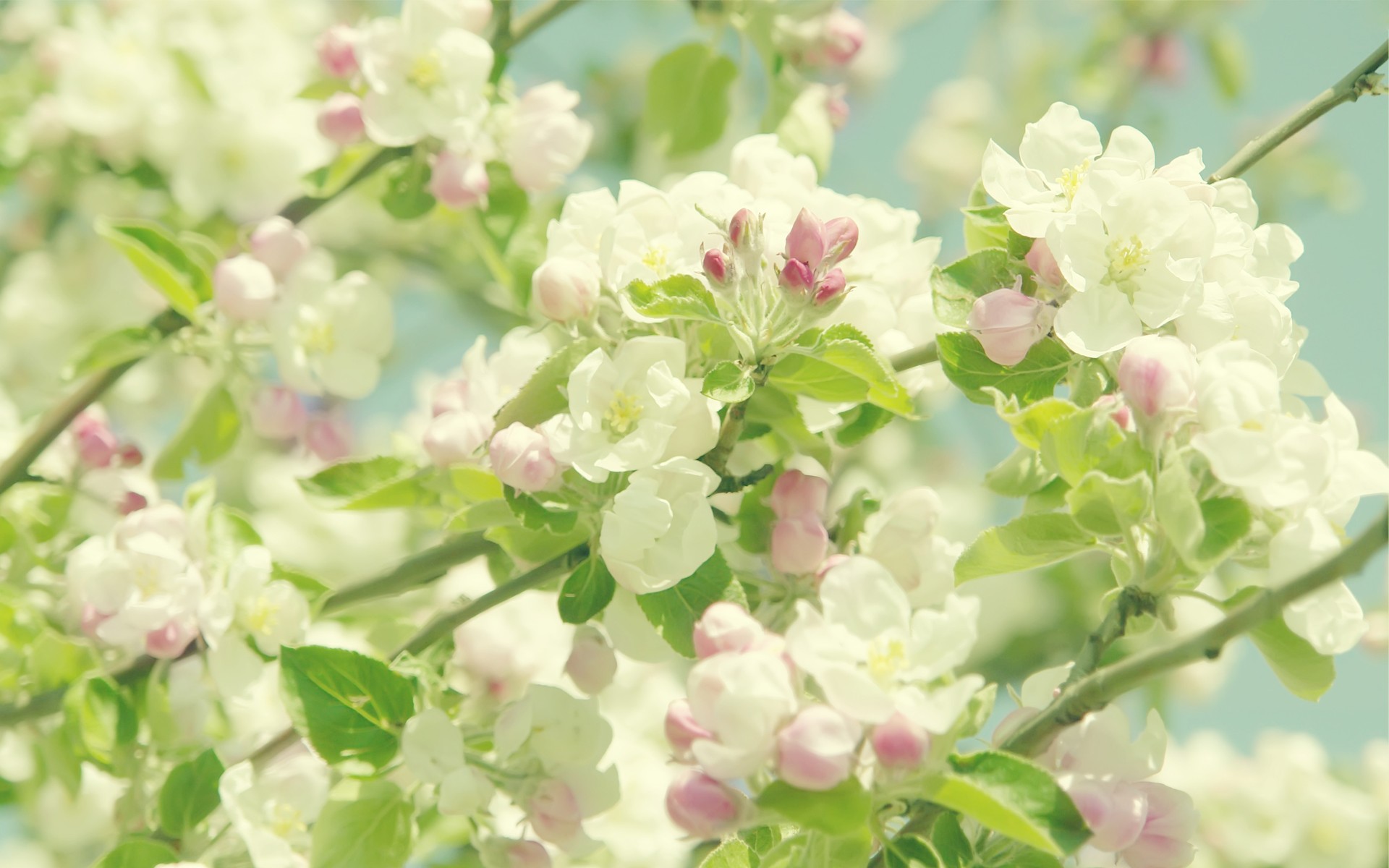 Spring Cherry Blossoms Desktop Pc And Mac Wallpaper