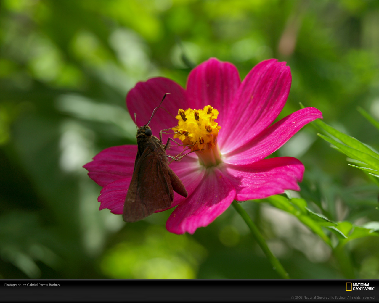 National Geographic Wallpaper Flowers Submited Image Pic2fly