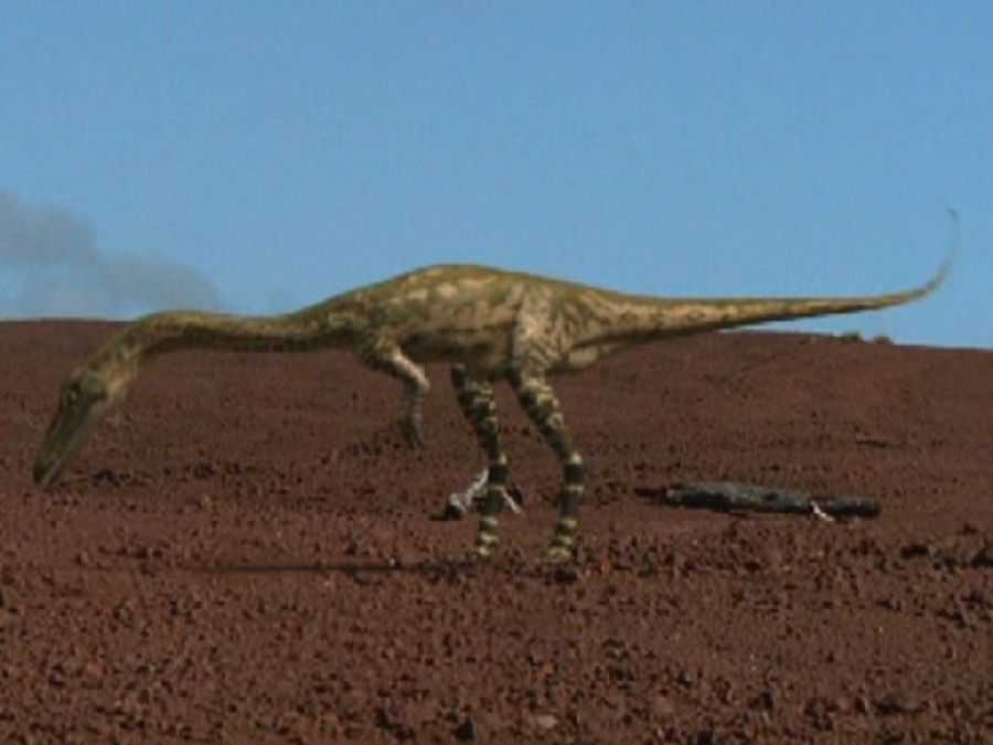 Coelophysis Pictures Facts The Dinosaur Database