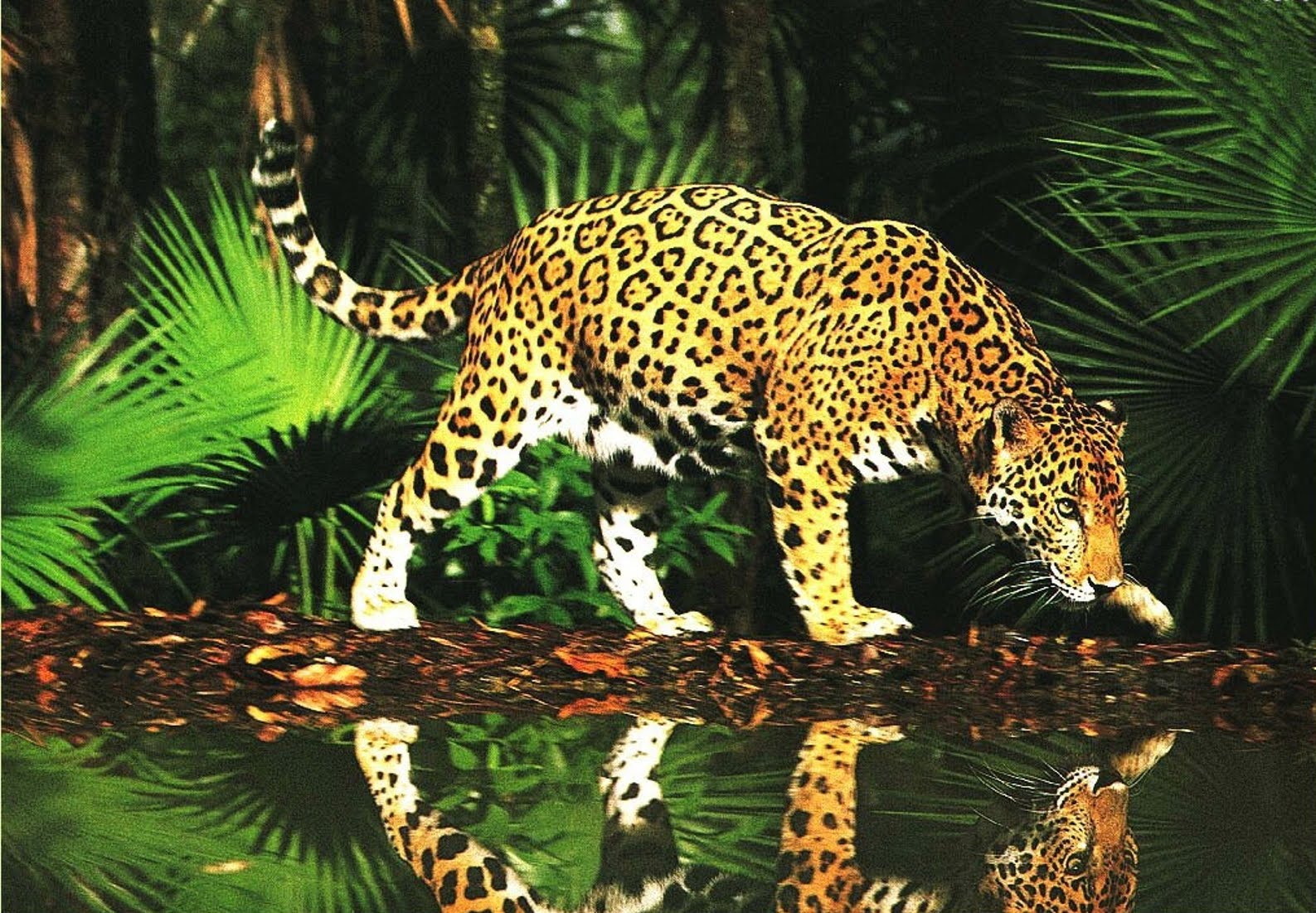 Leaopard Animal Wallpaper Cat Tiger Skin