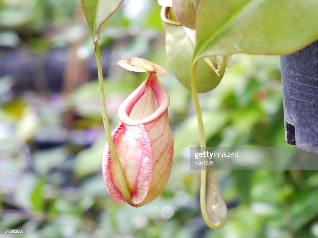 Nepenthes Carnivorous Plant Stock Photo Getty Image