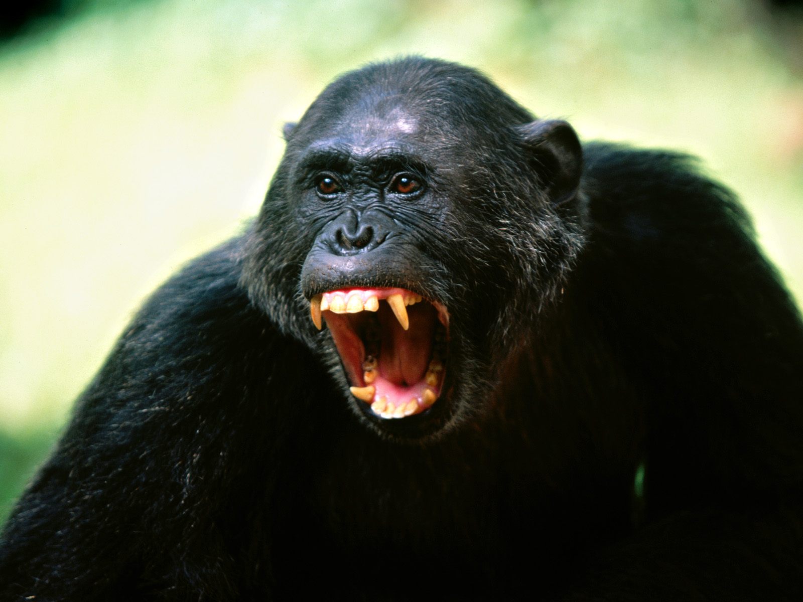 Funny Chimpanzee Pictures HD Wallpaper