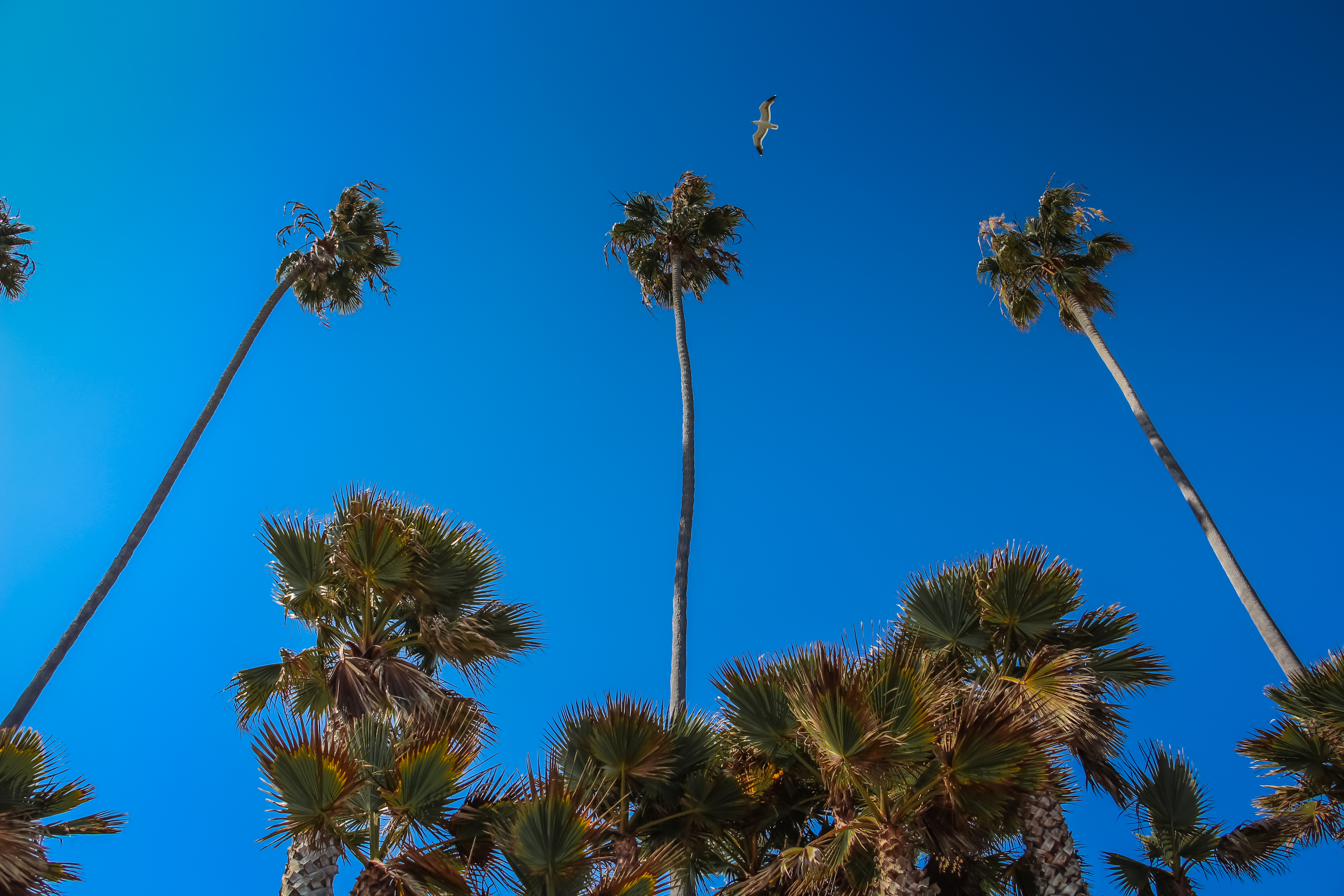 Hd Wallpaper Tall Palm Trees And Seagull Over Butterfly