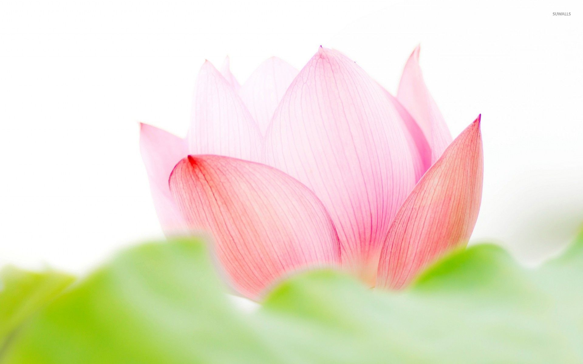 Lotus Flower Wallpaper