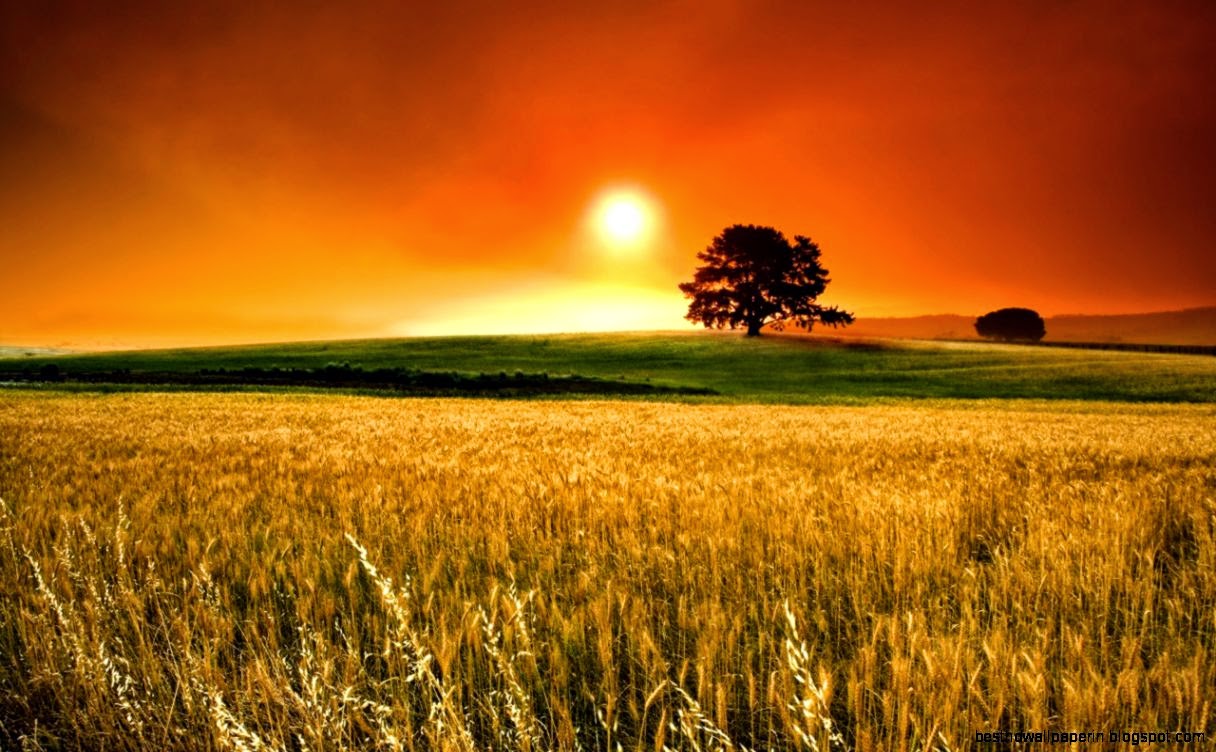 Golden Sunset Landscape Wallpaper High Definition