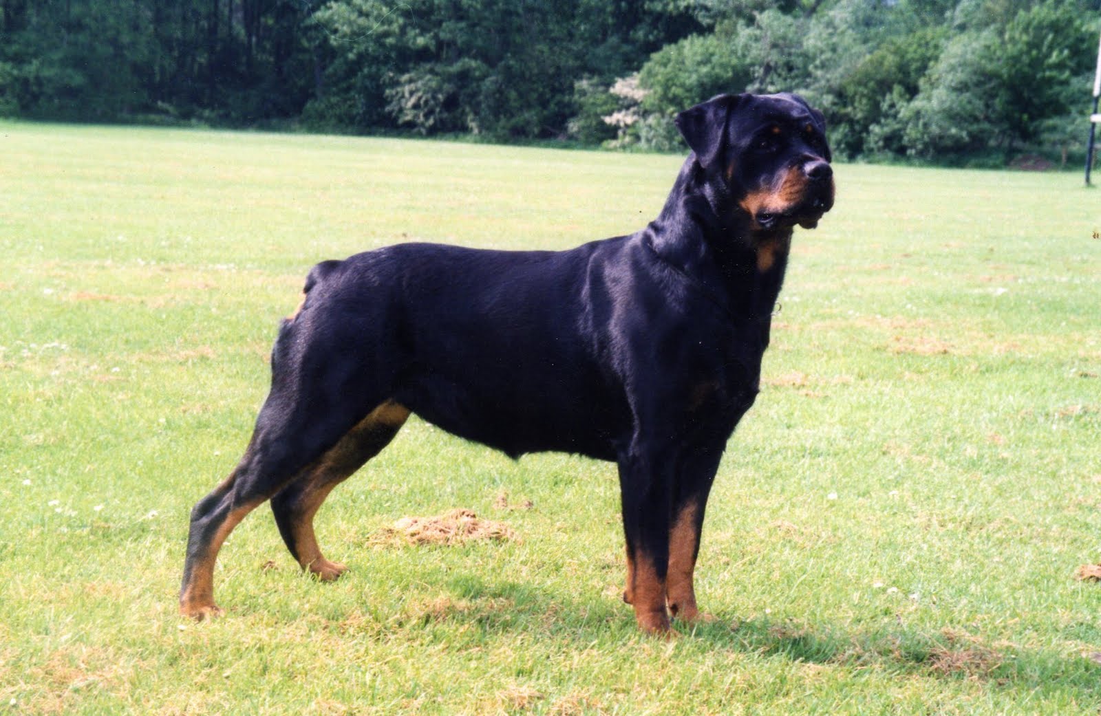 Dogs Wallpapers Rottweiler