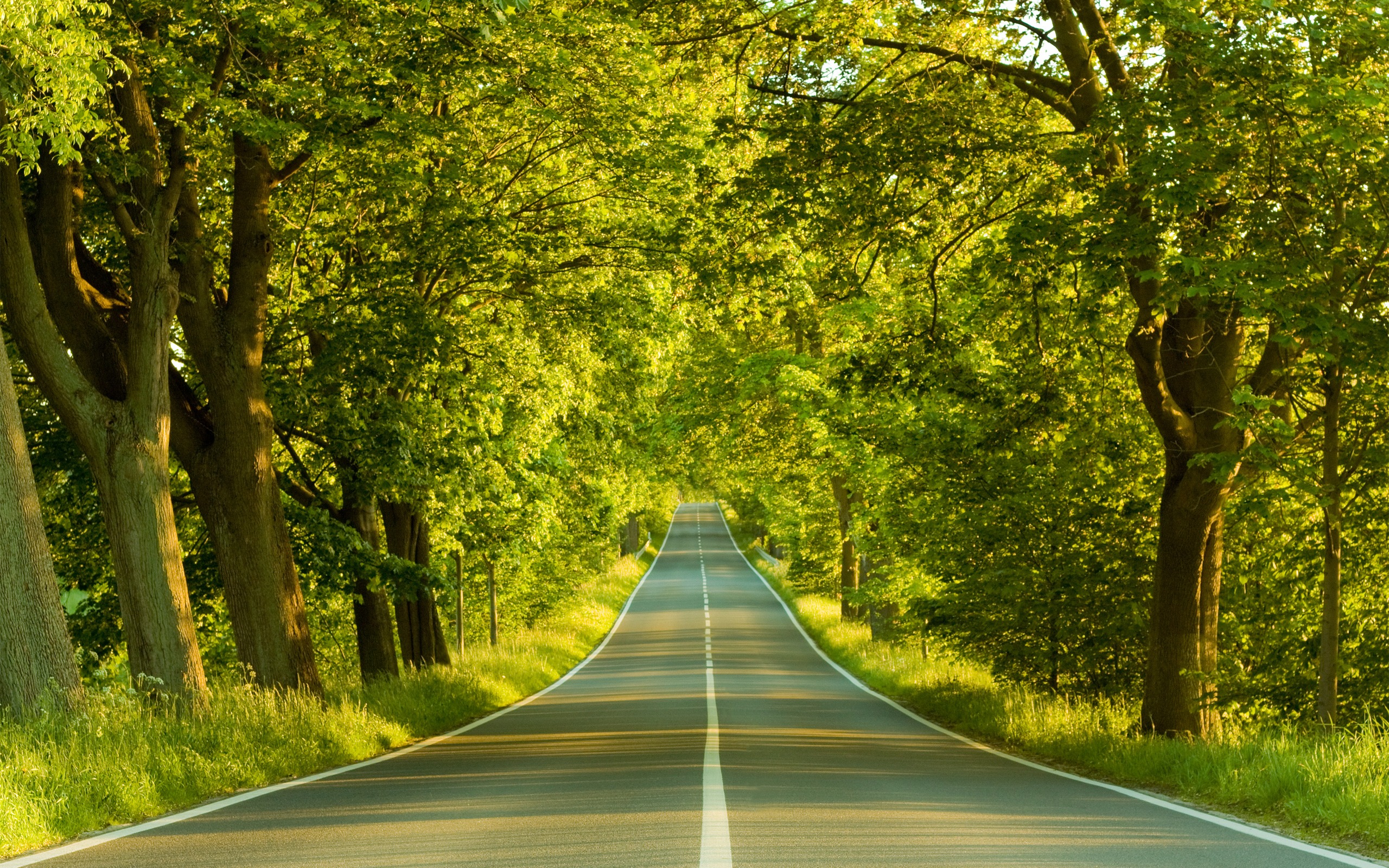 The Avenue Wallpaper Landscape Nature In Jpg Format For