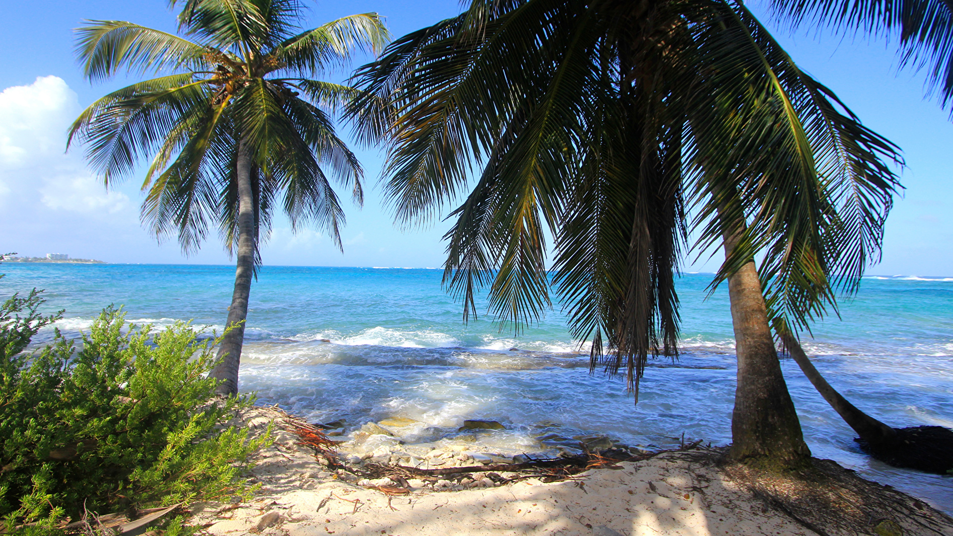 Wallpaper Colombia Beach Nature Palms Waves Tropics Coast