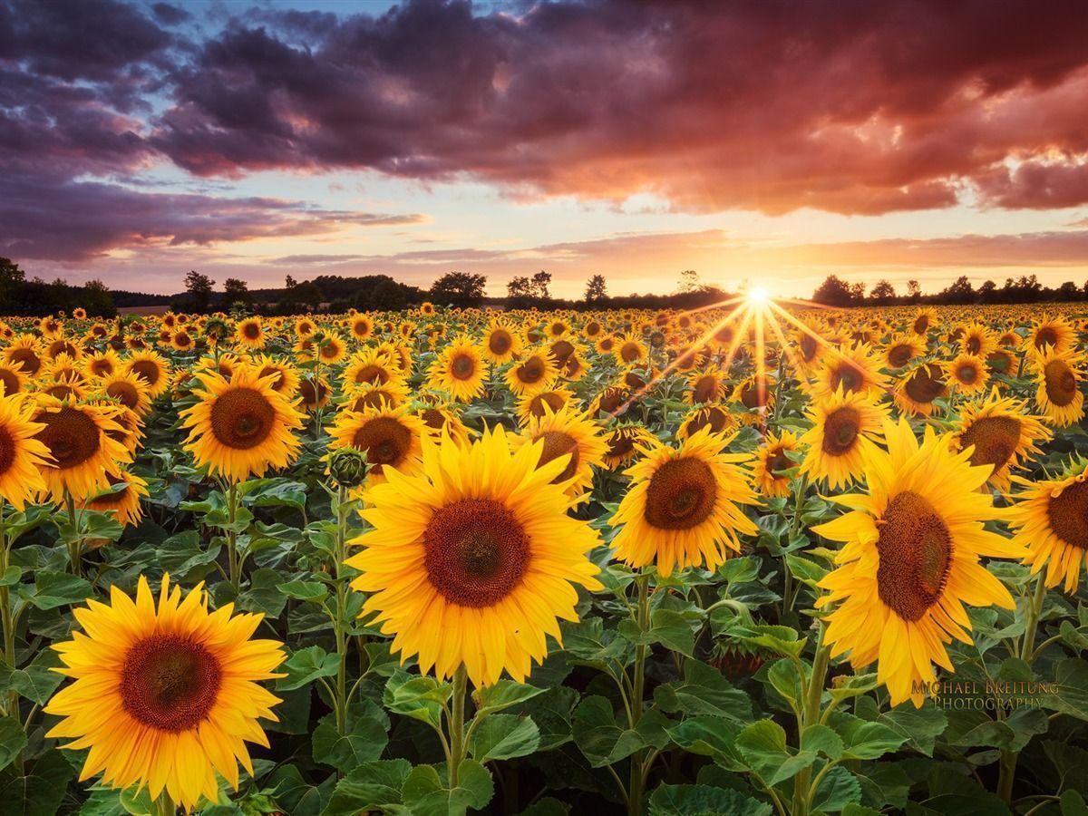 Sunflower Field Photography Sunflower At Sunset Summer Wallpaper Hd   Wallpapers13com