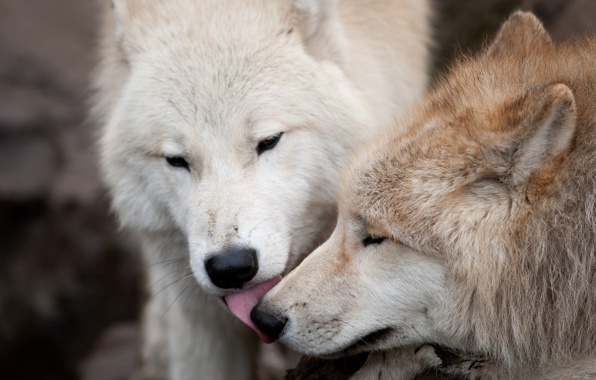 Wallpaper Wolves Couple Love Kiss Wolf Predators