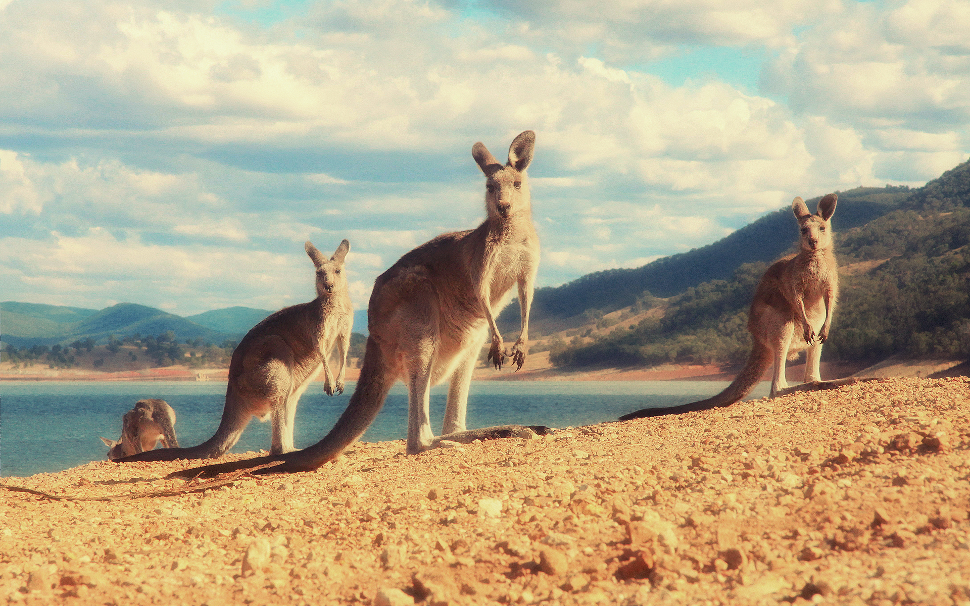 Kangaroo Meme Animal Wallpaper
