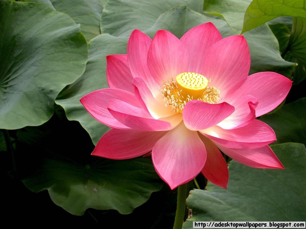 Lotus Flower Desktop Wallpaper Pc