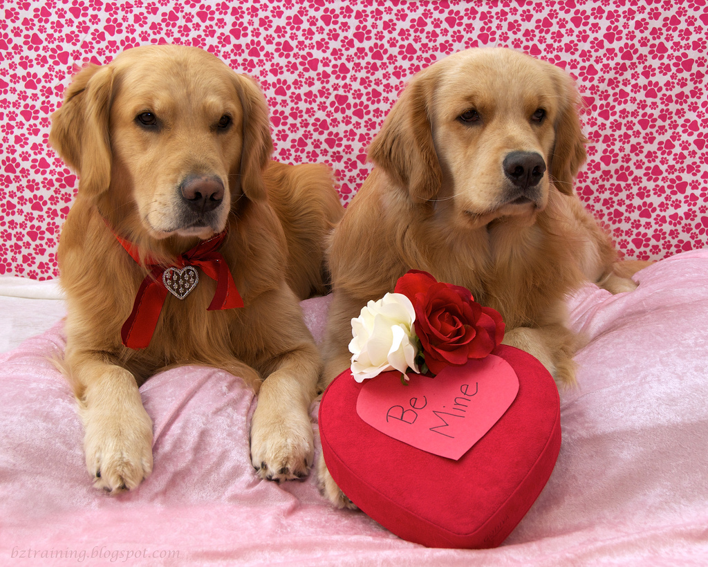 Dogs And Heart Photo Wallpaper Beautiful Golden
