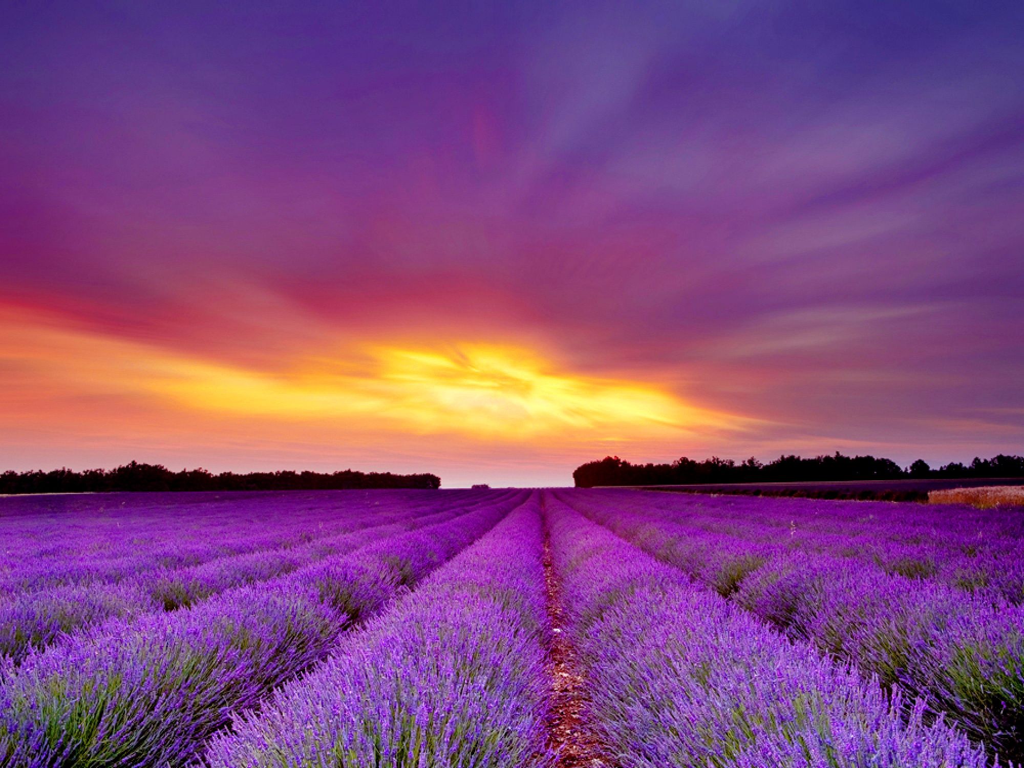 Nice Lavender Field Morning Picture Wallpaper