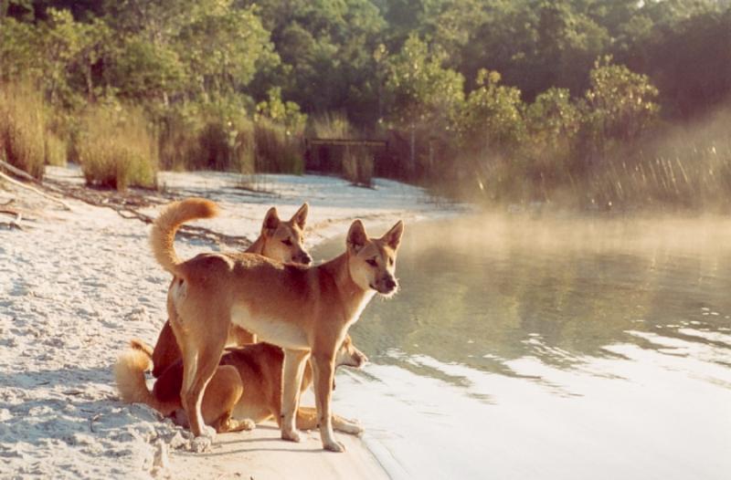 Dingo Image HD Wallpaper And Background Photos