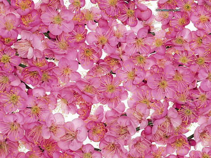    Spring peach blossom picture   Spring peach blossom wallpaper5