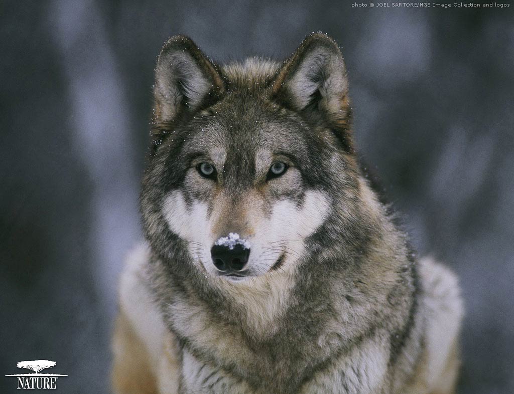 Coyote Wallpaper And