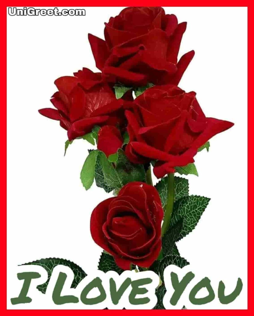 Love Rose Wallpaper Image