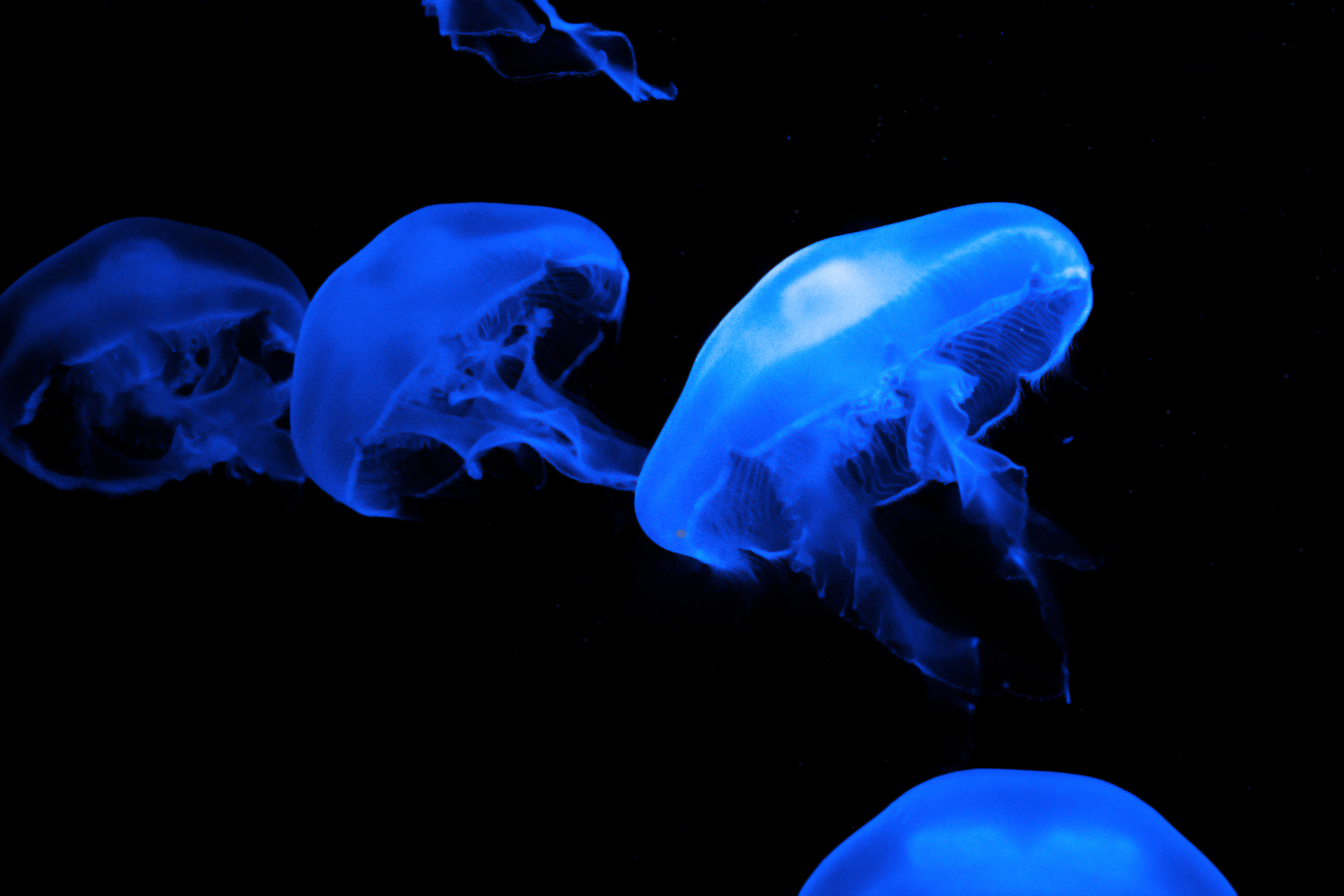 Jellyfish HD Wallpaper Color Palette Tags Category General