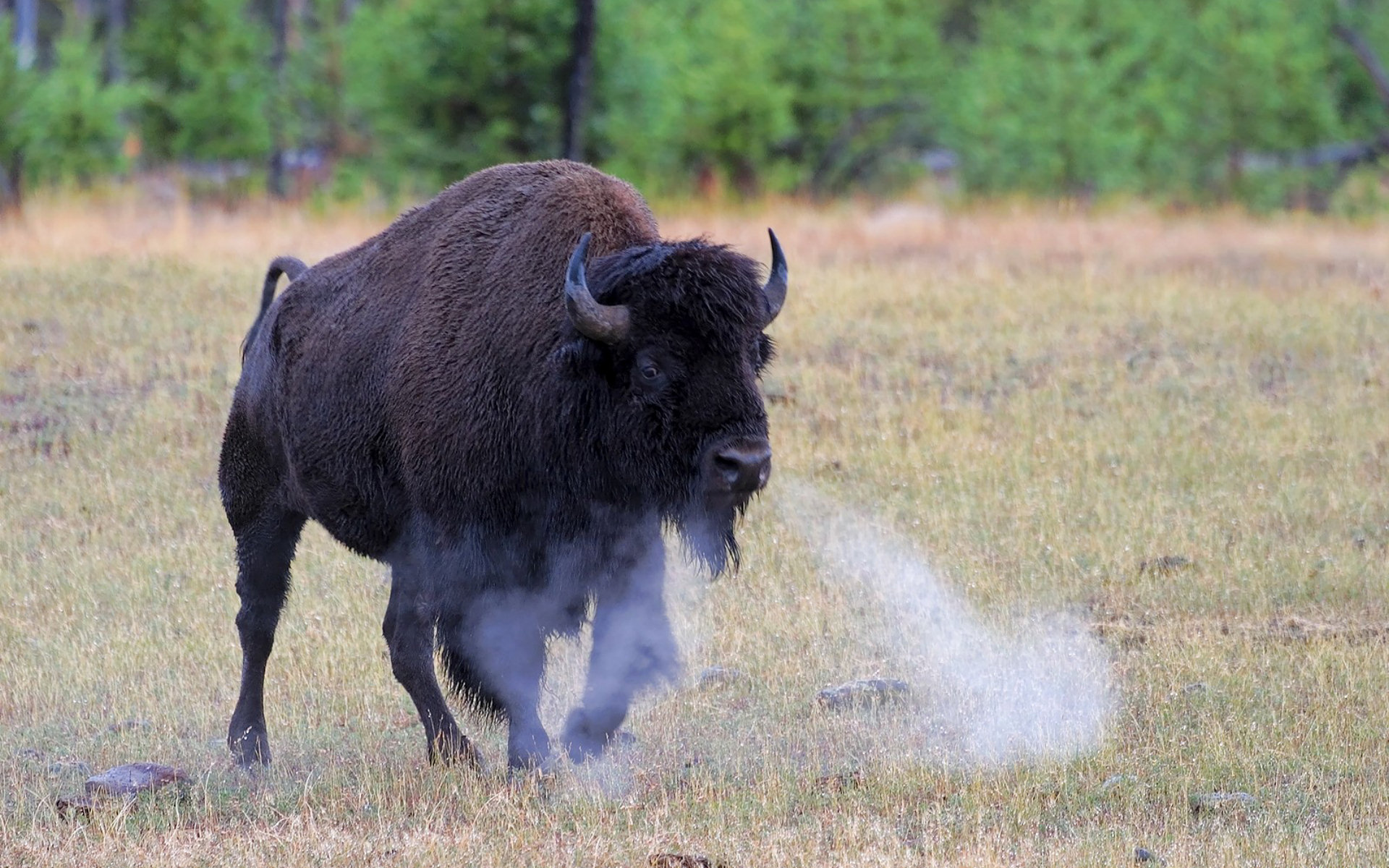 Animal Buffalo Bison Wallpaper