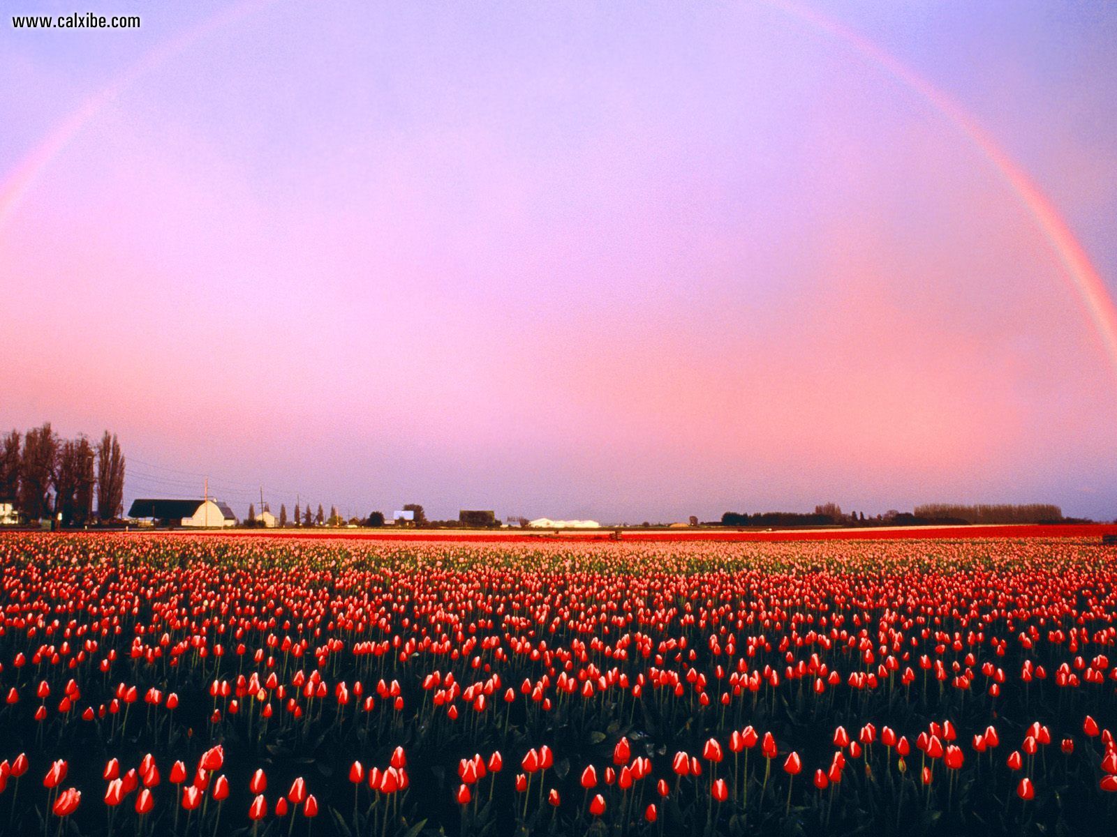 Nature Skagit Valley Tulip Fields Washington Picture Nr