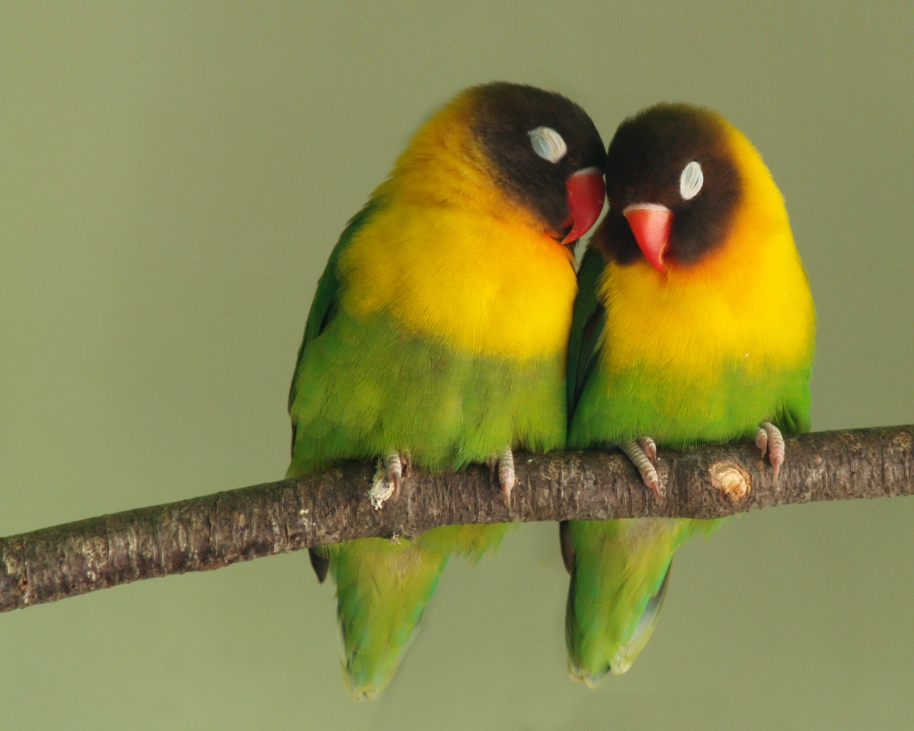 Beautiful Love Birds Wallpaper For Desktop Jpg