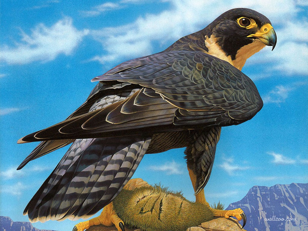 Animal Falcon HD Wallpaper