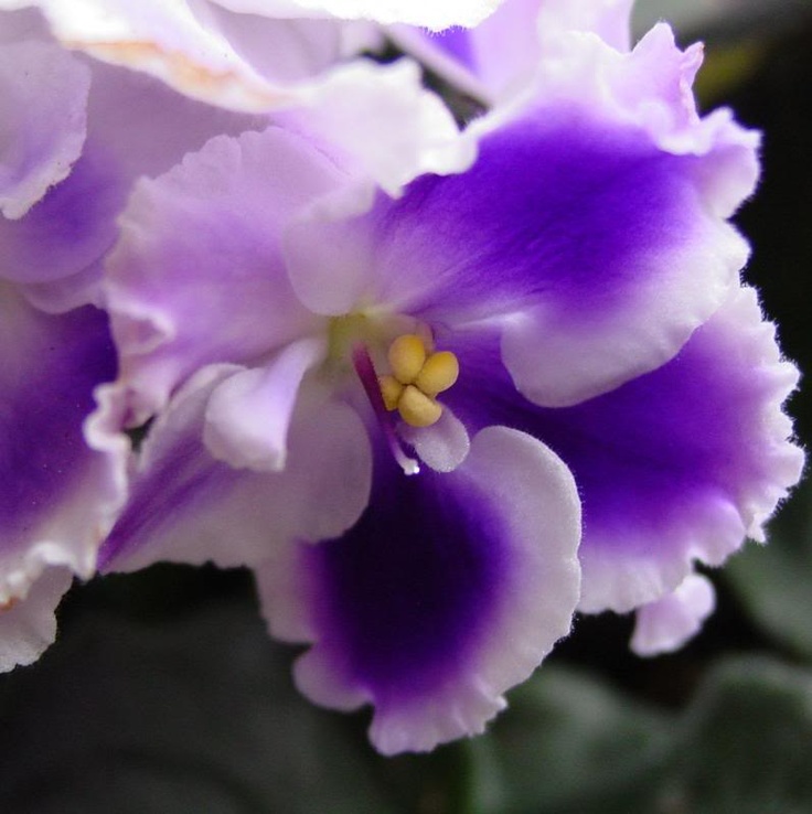 African Violets When They Don T Know