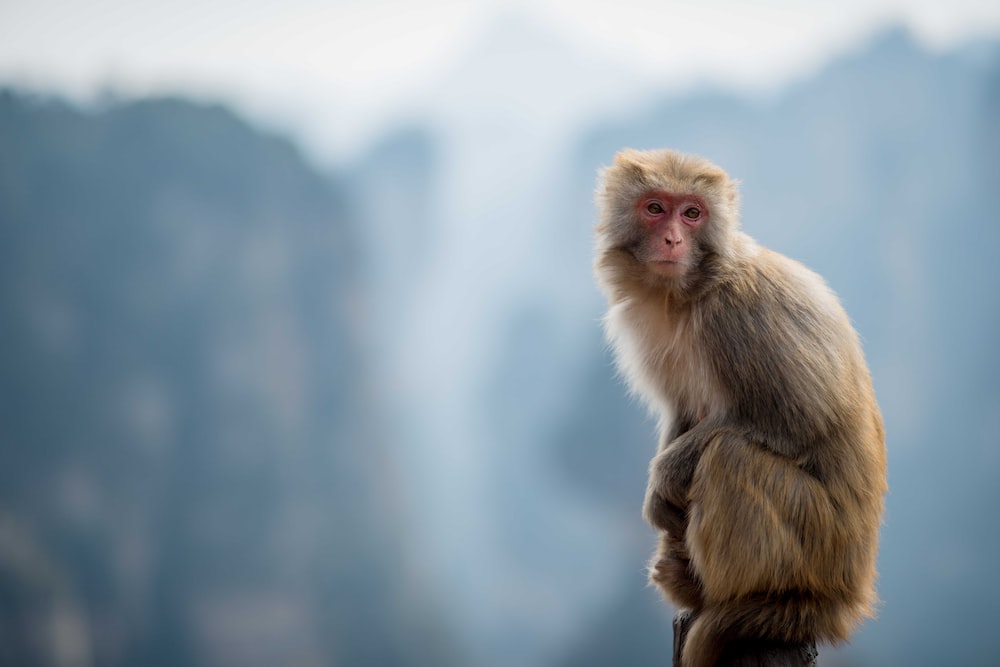 Best 500 Monkey Pictures [HD] Download Free Images Stock