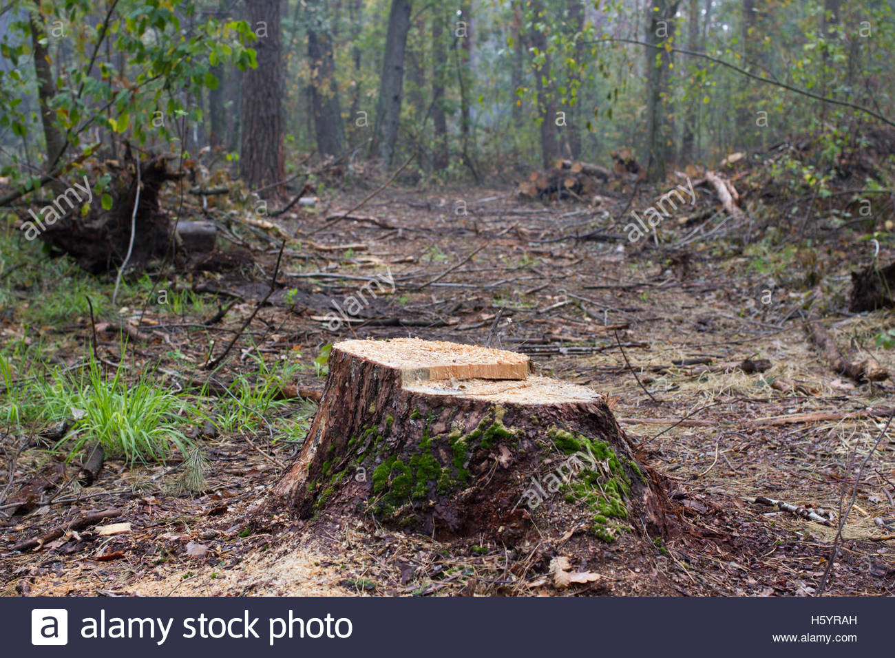 Pine Log And Stump Forest Background Stock Photos