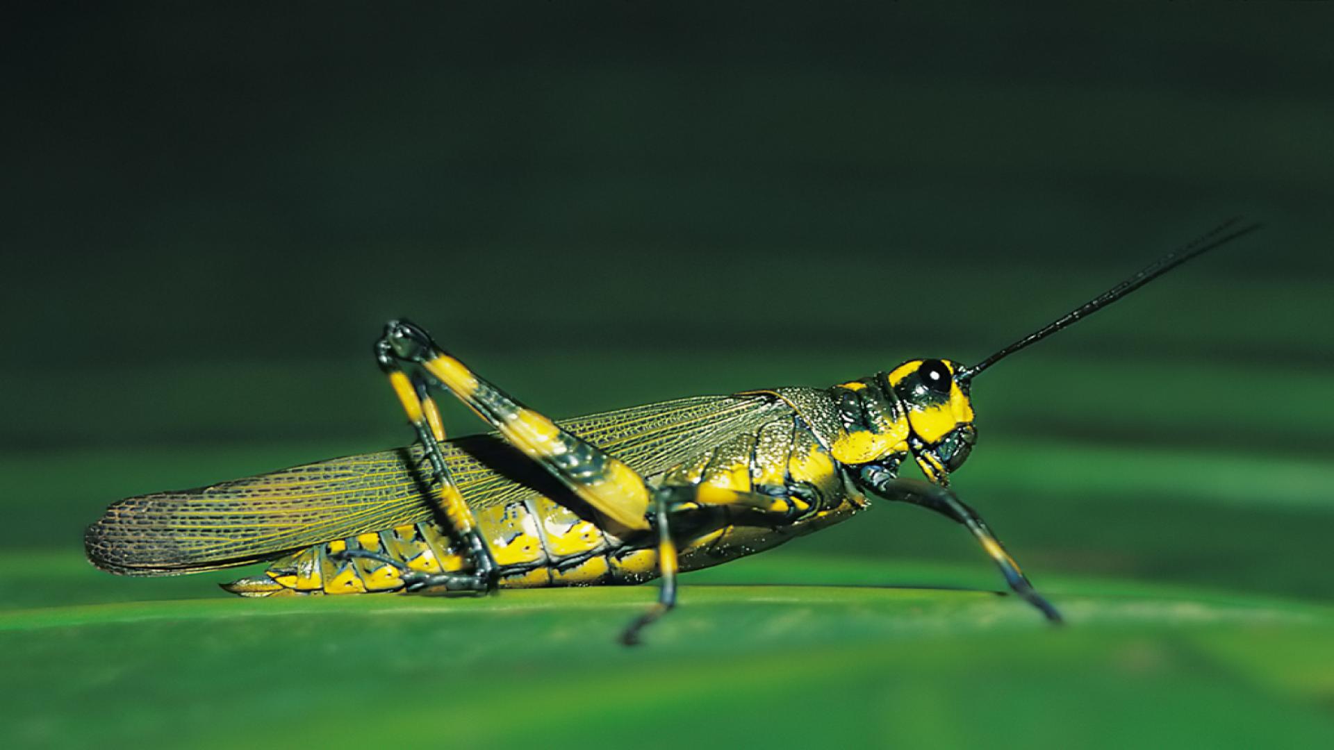 Grasshopper Wallpaper