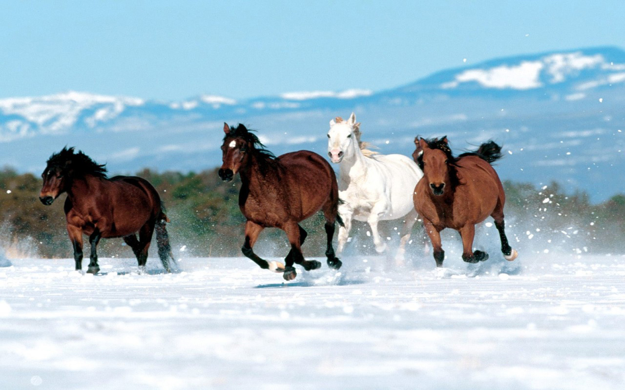 Running White Horse In Snow Wallpaper