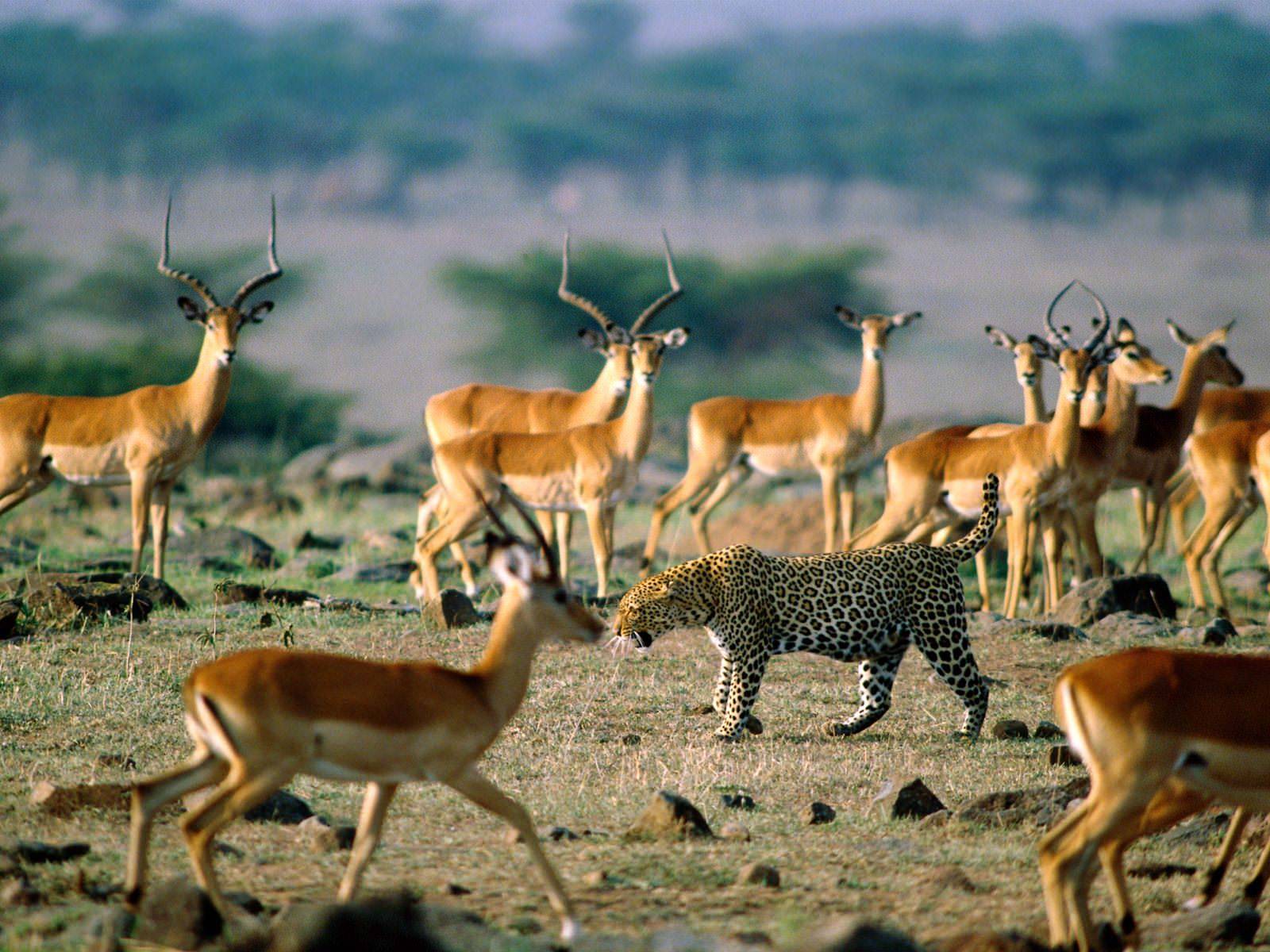 Africa Animal Wallpaper