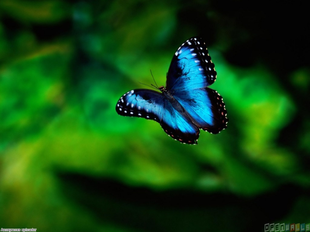 Karner Blue Butterfly Wallpaper Open Walls