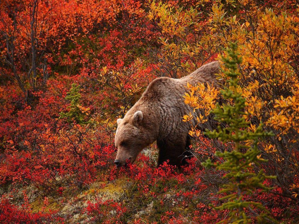 Grizzly Bear Background