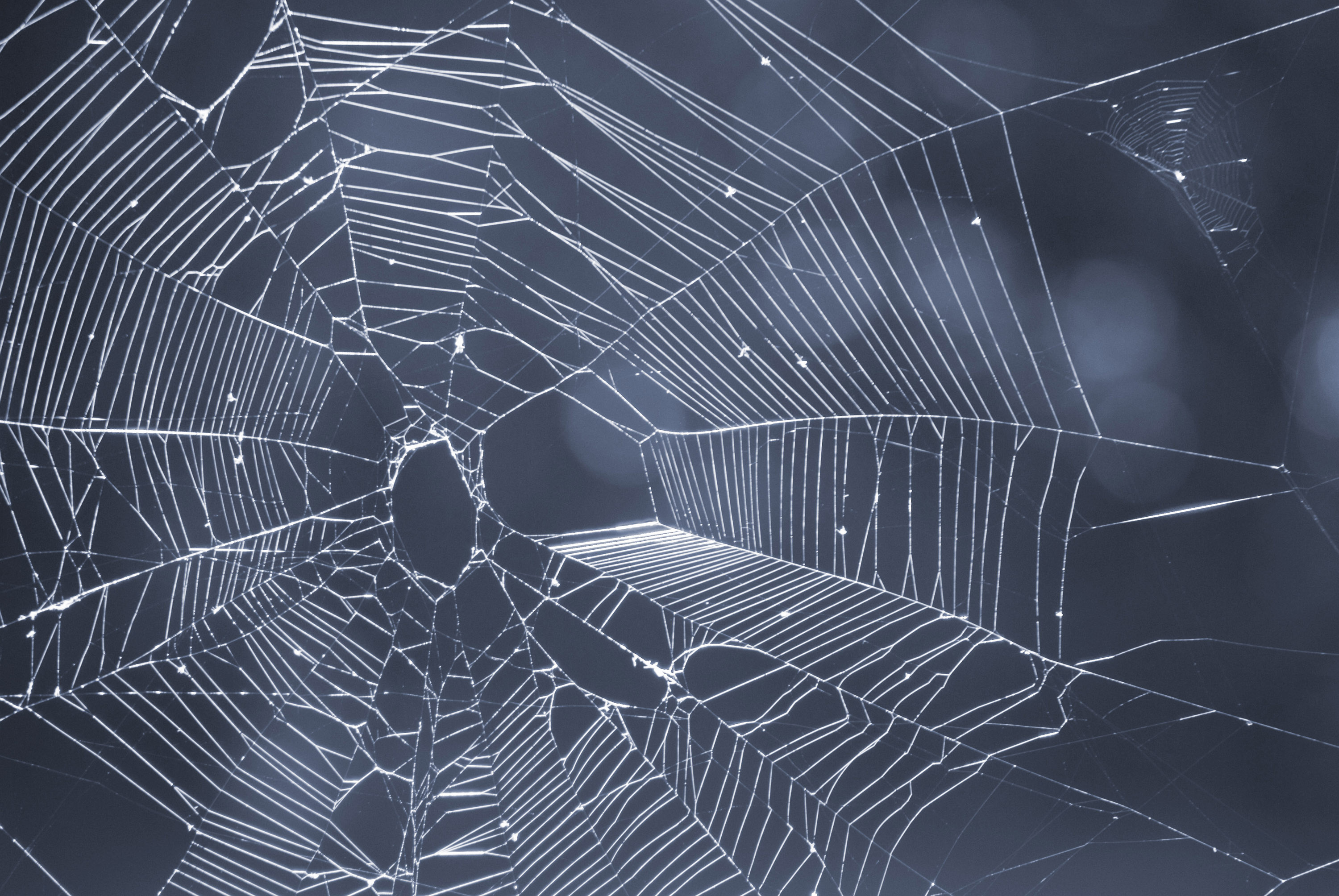 Spider Web Background Submited Image