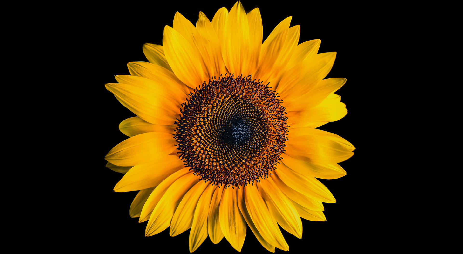 A Sunflower On Black Wallpaper