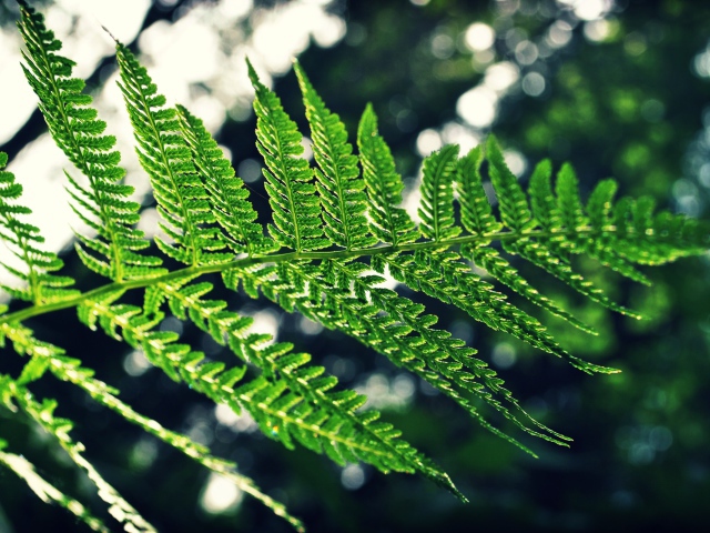 Green Branch Of A Fern Wallpaper And Image Pictures