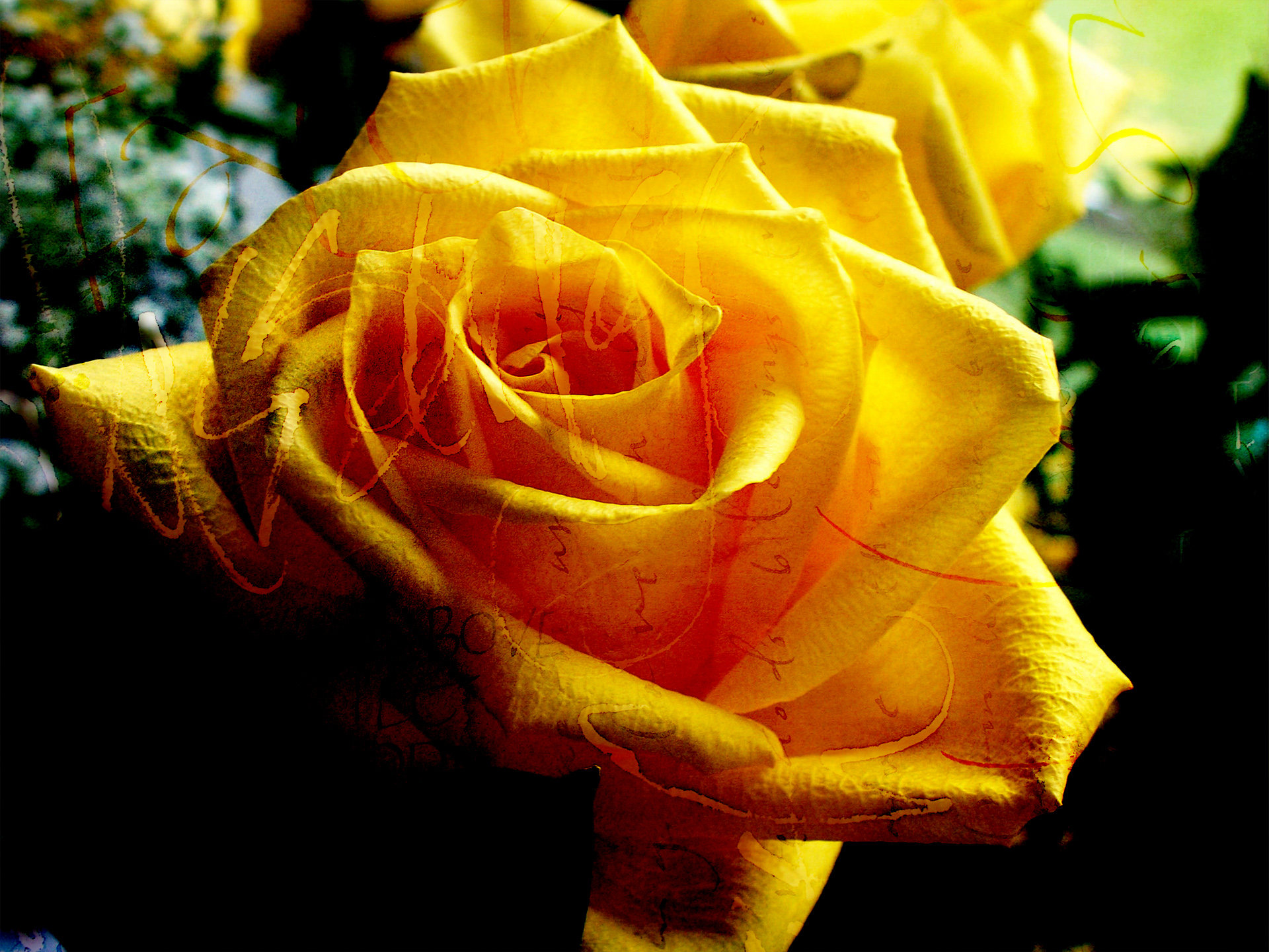 Желтая роза .bmp